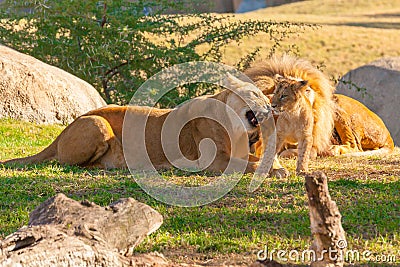 Lioness plays with her cub Stock Photo