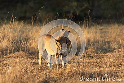 Lioness interacting with her cub. Stock Photo