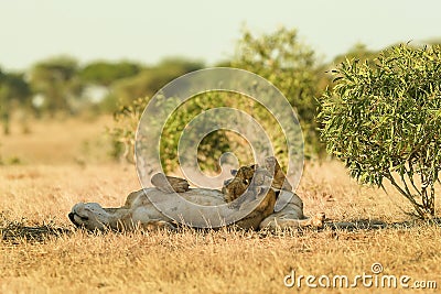 Lion`s games in the savannah Stock Photo