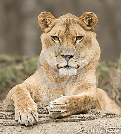 Lioness portrait Stock Photo