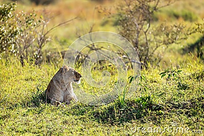 Lioness Relaxing in a Sunny Kenya Field Stock Photo