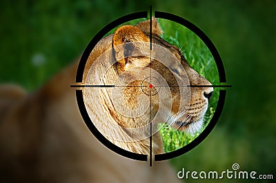 Lioness in the Rifle Sight Stock Photo