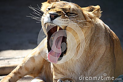 Lioness roaring Stock Photo