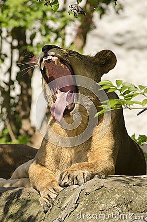 Lioness roaring Stock Photo