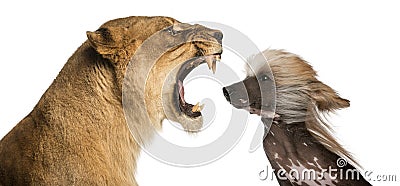 Lioness roaring at a Chinese Crested Dog's face Stock Photo