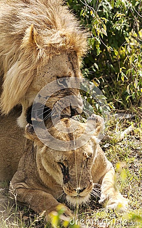 Lioness roaring lion Stock Photo