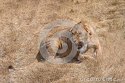 lioness roaring Stock Photo