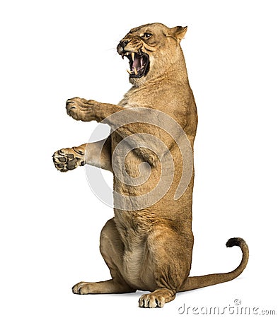 Lioness roaring, sitting on hind legs, Panthera leo Stock Photo