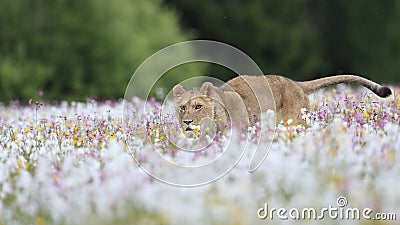 A lioness running across a meadow full of white and colorful flowers Stock Photo