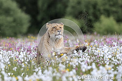 A lioness running across a meadow full of white and colorful flowers Stock Photo