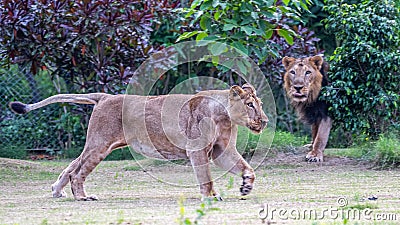 A Lioness running while Lion observing it Stock Photo
