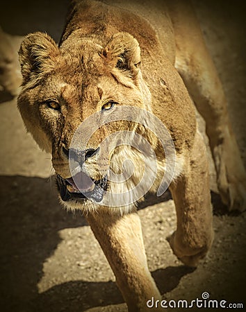 Lioness running at a viewer Stock Photo