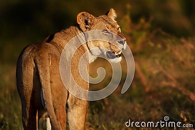 Lioness in the Serengeti Stock Photo