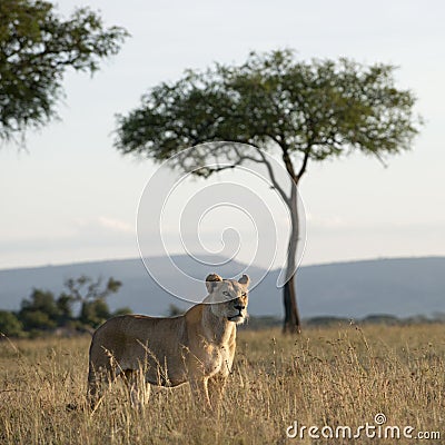 Lioness at the Serengeti National Park Stock Photo