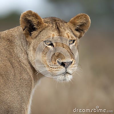 Lioness in Serengeti, Tanzania, Africa Stock Photo