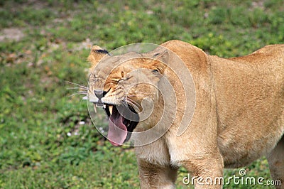 Lioness showing her teeth yawning Stock Photo