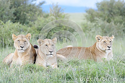 Lioness sisters lying together on savannah, close-up Stock Photo
