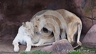 Lioness Sisters in Toronto Zoo Stock Photo