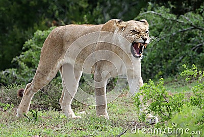 Lioness Snarling Stock Photo