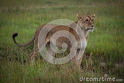 Lioness stands staring right in long grass Stock Photo