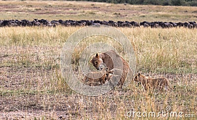 Lioness and three cub. Savanna of Masai Mara, Kenya Stock Photo