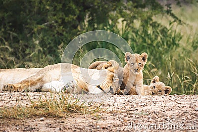 Lioness with two very small cubs Stock Photo