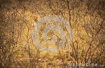 Lioness walking among African savannah shrubs in blurred background. Nambia. Stock Photo