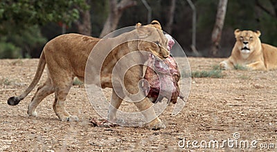Lioness walking with meat Stock Photo