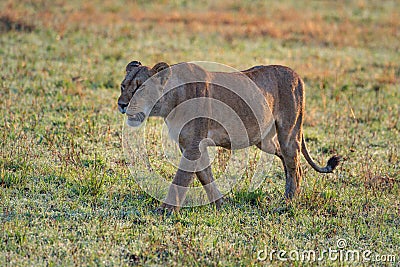 Lioness walks across short grass with dew Stock Photo