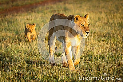 Lioness walks with cub in sunlit grass Stock Photo
