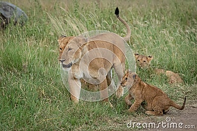 Lioness walks through grass beside three others Stock Photo