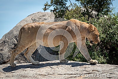 Lioness walks on sunlit rock in trees Stock Photo