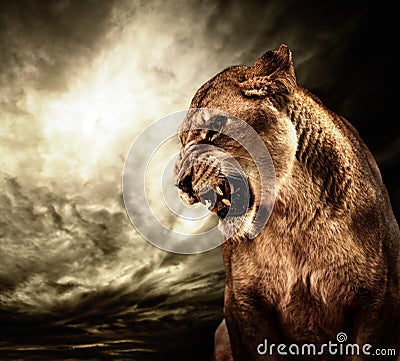 Lioness in a wild life Stock Photo