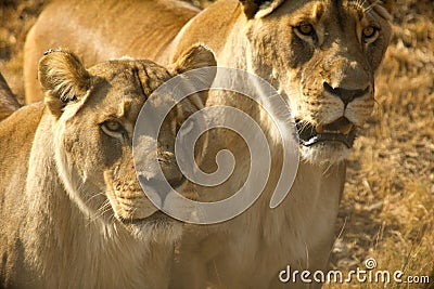 Lionesses Stock Photo