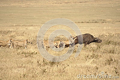 Lionesses attacking a water buffalo Stock Photo