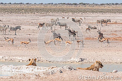 Lionesses watching oryx, springbok and Burchells zebras Stock Photo