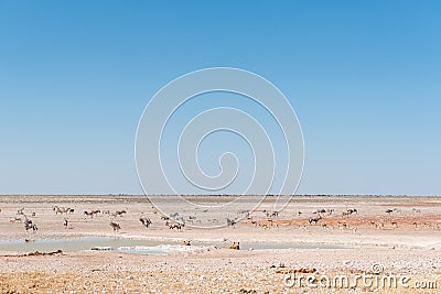 Lionesses watching oryx, springbok and Burchells zebras Stock Photo