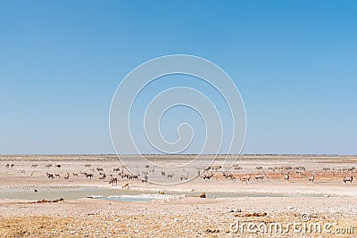 Lionesses watching oryx, springbok, ostrich and Burchells zebras Stock Photo