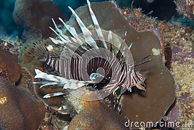Lionfish on Caribbean Coral Reef Stock Photo