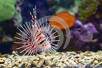 Lionfish is a group of poisonous marine fish species incorporated in the genus Pterois Stock Photo