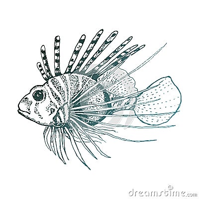 Lionfish with Long Dorsal Spines Vector Sketched Illustration Vector Illustration