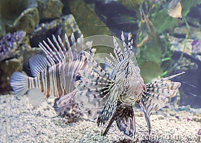 Lionfish marine life underwater animal portrait of a dangerous and toxic aquarium fish pet Stock Photo