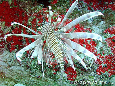 Lionfish Are Considered an Invasive Species in the Caribbean Sea Stock Photo