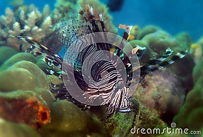 Lionfish, Sipadan Island, Sabah Stock Photo