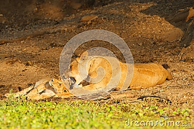 Lionness and cub Stock Photo