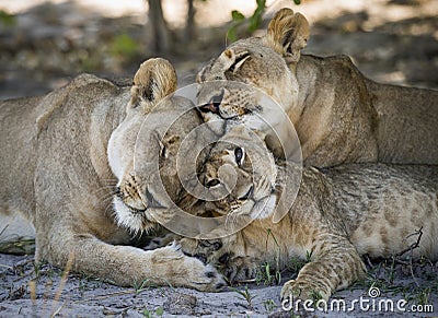 Lionness and cub (Panthera leo) in the Ongava Delta , Botswana Stock Photo