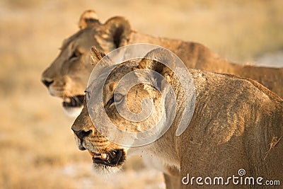 Lions Stock Photo