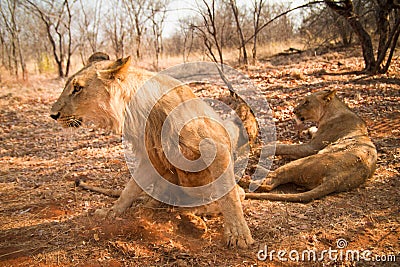 Lions Stock Photo