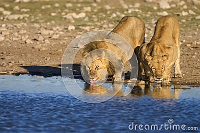 Lions Stock Photo