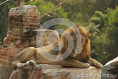 Lions in Beijing Wildlife Park Stock Photo